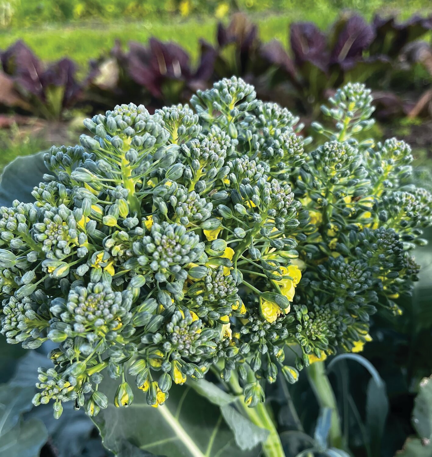 While broccoli heads are still on the plant, they develop into flower bunches.